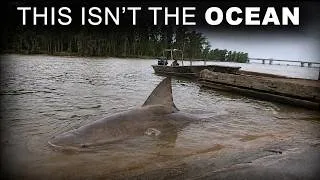 Thumbnail: Bull Sharks Are Multiplying Impossibly Fast in American Rivers — And No One Can Explain Why