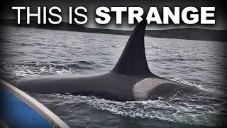 Thumbnail: Marine Biologists Finally Know Why America's Orcas Are Getting Bigger — And It Shouldn't Be Possible