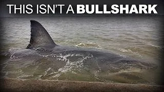 Thumbnail: Sharks Are Getting Impossibly Big in American Lakes — And No One Can Explain Why