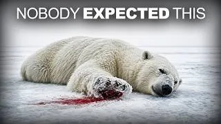 Thumbnail: Scientists Finally Know What's Killing Polar Bears — And It Isn't the Ice