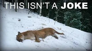 Thumbnail: Scientists Finally Identified What's Killing Mountain Lions — And It's Something Unusual