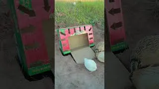 Thumbnail: Easy And Unique Bird Trap Using Cardboard Box - Creative Quail Trap