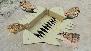 Thumbnail: Easy Underground Quail Trap Using Cardboard Box - Unique Quick Bird Trap
