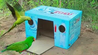 Thumbnail: Creative Bird Trap - Simple Unique Parrot Trap Using Cardboards Box