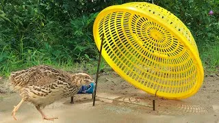 Thumbnail: Amazing Quail Trap - Quail Trap Using Cardboard Box & Cans