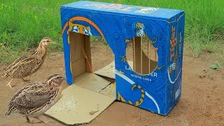 Thumbnail: DIY Quail Trap - Unique Quail Trap Using Cardboard Box