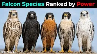 Thumbnail: All 39 Falcon Species Ranked by How Powerful They Are