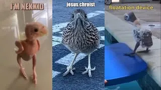 Thumbnail: Funniest Bird Voiceovers on the Internet