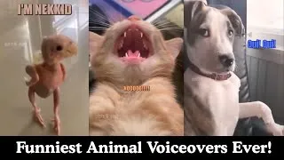 Thumbnail: Funniest Animal Voiceovers Ever! Try Not to Laugh!
