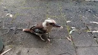 Thumbnail: Kookaburra Tries to Eat Bread (Socialite Bird)