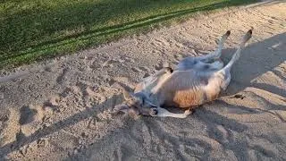 Thumbnail: Kangaroo in Australia…