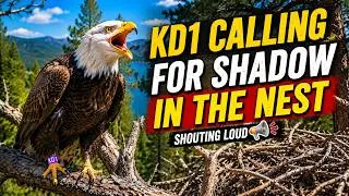 Thumbnail: Where Is Shadow? 💔 KD1 Searches the Nest for Him 😢🦅KD1 Loud Calls Again and Again Still No Shadow 😢