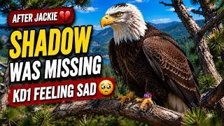 Thumbnail: Kayde 💔 Keeps Searching for Shadow But He’s NOWHERE 😳🦅Shadow Is Missing From the Territory…🦅🔎