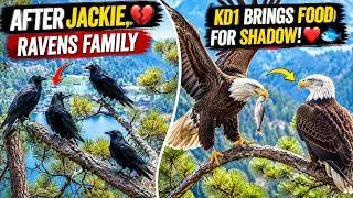 Thumbnail: RAVENS FAMILY Watching the NEST 🚨 KD1 Brings Food for SHADOW 😱😍  Shadow Refused Missing Jackie ? 😰