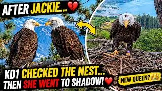 Thumbnail: KD1 Checks The Nest... 😱👀 Then Saw Shadow Go Straight to Give Her Company 😢❤️🦅 KD1 the New Queen ?💔