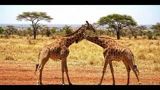 Thumbnail: The Giraffe Paradox: How Evolution Broke Every Rule