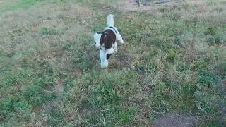 Thumbnail: Early Summer on Our Farmstead: A Surprise Yak Calf & Lots of Zoomies