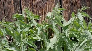 Thumbnail: From Forage to Feast: 3 Delicious Stinging Nettle Recipes for Spring (+ Handling Tips)