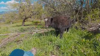 Thumbnail: From Skittish to Snuggly: How I Won Over a Shy Yak Calf