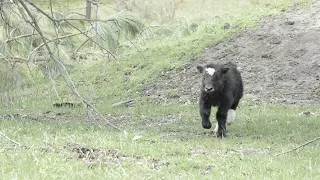 Thumbnail: Befriending a Timid Yak Calf: Gentle Techniques for Building Trust
