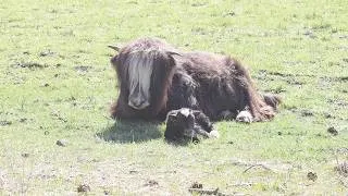 Thumbnail: Inside the Herd: A Mother Yak's Subtle Cues for Socializing a Newborn Calf