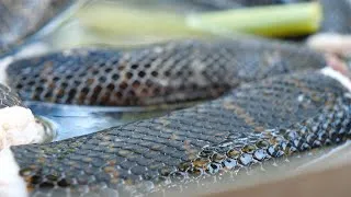 Thumbnail: Big Snake Cooking New Video - Wilderness Food