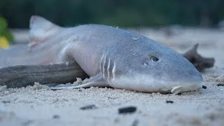 Thumbnail: Survival with Shark tank