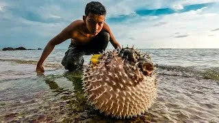 Thumbnail: Live Pufferfish Eating from the Beach | How to cut live Pufferfish | Puffer Fish Cutting