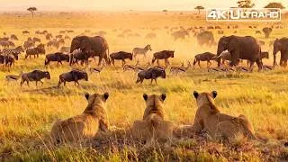 Thumbnail: WILD AFRICA | Survival Is Decided Before the Attack Begins | Animal Documentary
