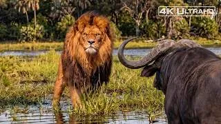 Thumbnail: Okavango Delta | Lions Hunt Where Prey Fights Back | Animal Documentary