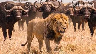 Thumbnail: SERENGETI | Where No Predator Rules Forever | Animal Documentary