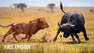 Thumbnail: AFRICAN WILDLIFE | Predators, Prey and Deadly Encounters | Nature Animal Documentary