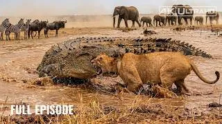 Thumbnail: Wildlife Survival: One Mistake Changes Everything | Nature Animal Documentary
