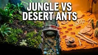 Thumbnail: 2 Ant Colonies Meet After 100 Days (1,000 Jungle Ants vs 1,000 Desert Ants War)