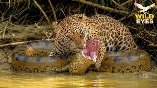 Thumbnail: WILD AMAZON | The Jungle of the Ultimate Predators | Animal Documentary