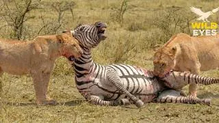 Thumbnail: WILD KENYA | The Fight for Survival When Nature Collapses | Animal Documentary
