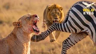 Thumbnail: AFRICAN SAVANNA | Where Survival Is an Eternal Battle | Animal Documentary
