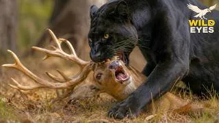 Thumbnail: Black Panther and the Battle for Survival in the Deep Jungle | Animal Documentary