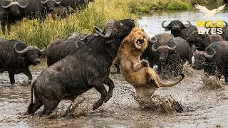 Thumbnail: WILD AFRICA  Lions and the Brutal Battles for Survival | Animal Documentary