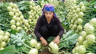 Thumbnail: Single mom Duong harvested river fish and fresh kohlrabi to sell at market with little daughter