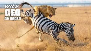 Thumbnail: Most Incredible Hunts and Chases of Lions Caught on Camera | Animal Fights