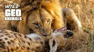 Thumbnail: Most Incredible Fights of Lion and Hyena Ever Caught on Camera | Animal Fights