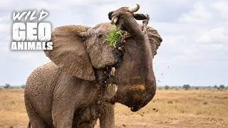 Thumbnail: Most Incredible Animal Fights Moments of All Time Ever Recorded | Animal Fights