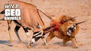Thumbnail: Most Incredible Moments When Lion Attacks Gone Wrong | Animal Fights