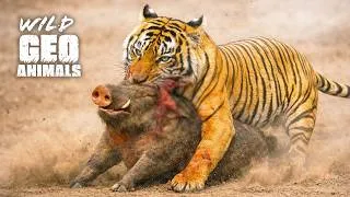 Thumbnail: Most Unbelievable Tiger Attacks Ever Caught on Camera | Animal Fights