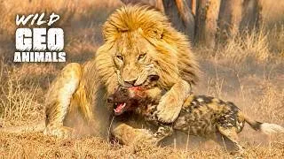 Thumbnail: Most Incredible Big Cat Attacks Ever Caught on Camera | Wild Animal Documentary