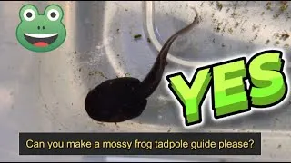 Thumbnail: Vietnamese Mossy Frog Tadpole Care  - Viewer Request!