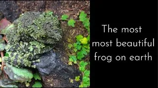 Thumbnail: The Life Cycle of the Vietnamese Mossy Frog,  A Labor of Love: Nearly a Decade in the Making.