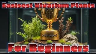 Thumbnail: My top 10 EASY and SIMPLE plants for reptile and amphibian enclisures!!! YOU CANT LOSE!!!