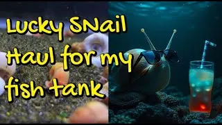 Thumbnail: Lucky Snail Haul For My Fish Tank